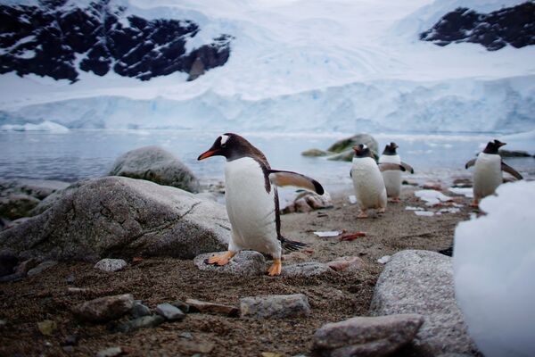 Pinguini venind pe țărm în portul Neko, Antarctica, 16 februarie 2018. - Sputnik Moldova