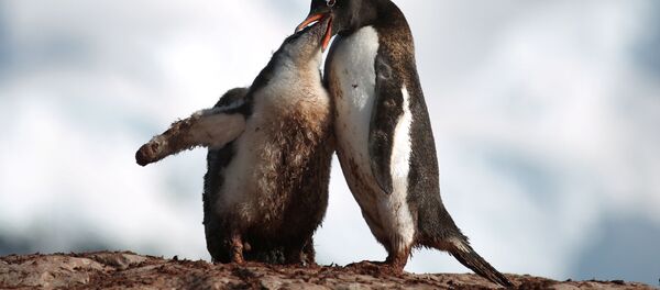 Un pinguin hrănește un pui pe Insula Curverville, Antarctica, 15 februarie 2018. - Sputnik Moldova