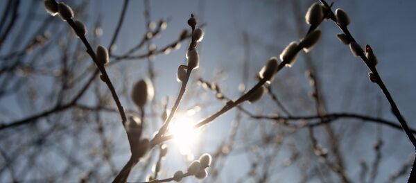 Вербное воскресенье в регионах России Вербное воскресенье в регионах России - Sputnik Moldova