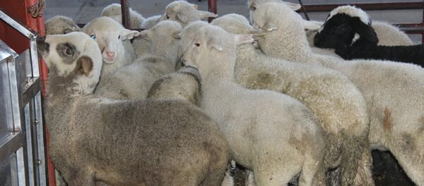 Miei - Sputnik Moldova