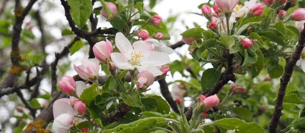 Цветение яблони - Sputnik Moldova