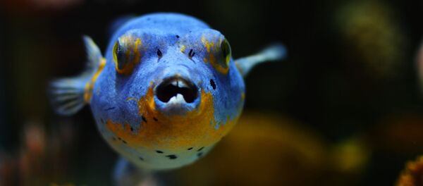 Un poisson Un poisson - Sputnik Moldova-România