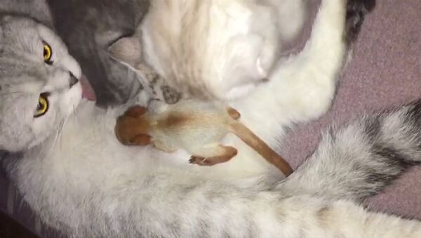 Как кошка усыновила новорожденного бельчонка - Sputnik Молдова