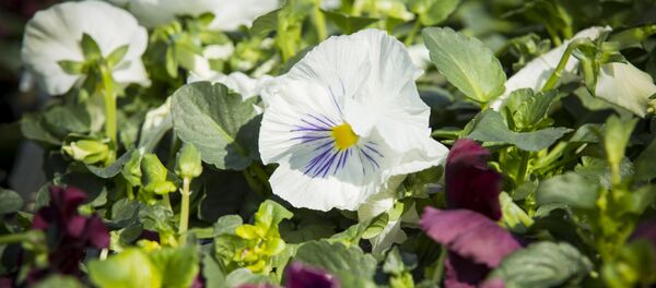 Цветочный ковёр в Кишинёве - Sputnik Moldova