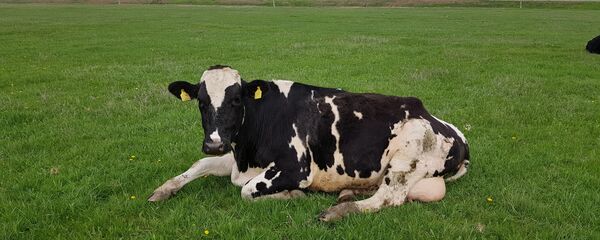 Корова - Sputnik Moldova