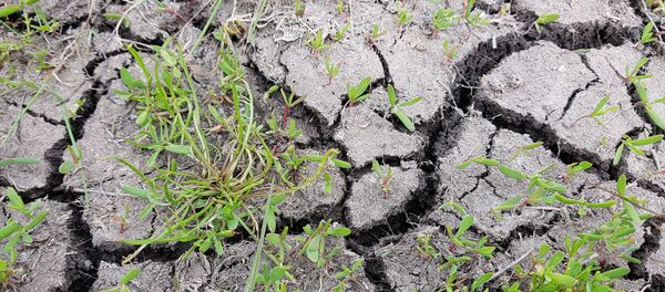Засуха - Sputnik Moldova