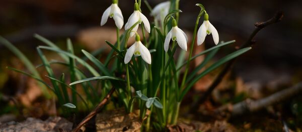 Подснежники Подснежники - Sputnik Moldova