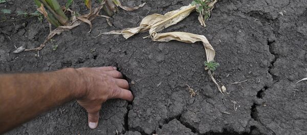 Засуха в Воронежской области, secetă - Sputnik Moldova-România