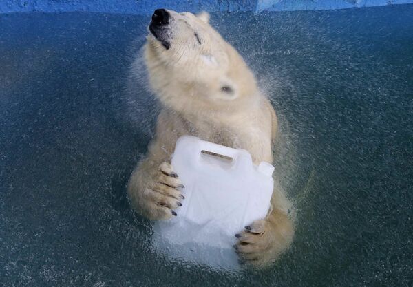 Белая медведица Аврора в бассейне зоопарка Роев ручей в Красноярске - Sputnik Молдова