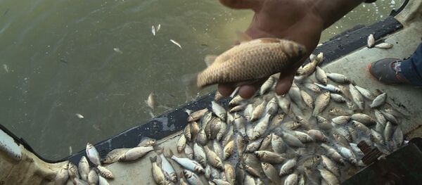 Pește Pește - Sputnik Moldova