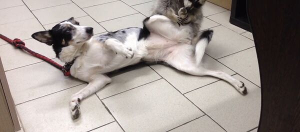 Енот Яша - звезда ветклиники в Ростове-на-Дону - Sputnik Молдова