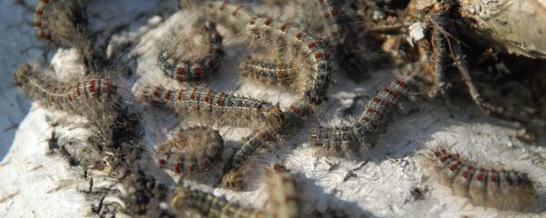 Omizi - Sputnik Moldova-România