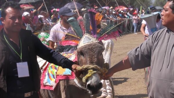 Гонки на ослах и конкурс костюмов - как прошел ослиный фестиваль в Мексике - Sputnik Молдова