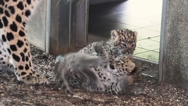 В венском зоопарке родились детеныши амурского леопарда - Sputnik Молдова