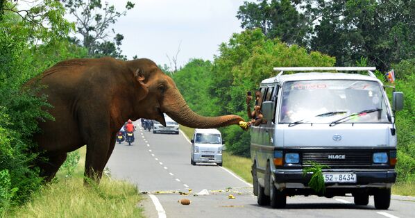 Проезжающие на автомобиле угощают слона бананами на дороге в Шри-Ланке - Sputnik Молдова