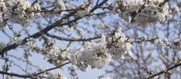 Ветки цветущей черешни. - Sputnik Moldova-România