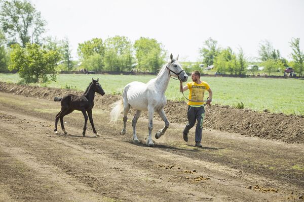 Дефиле взрослых лошадей и жеребят - Sputnik Молдова