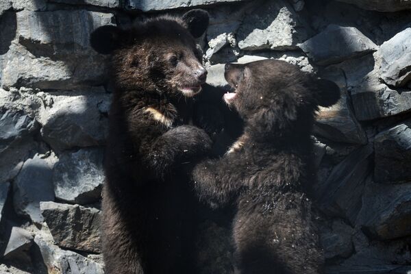 Гималайские медвежата в вольере Новосибирского зоопарка - Sputnik Молдова