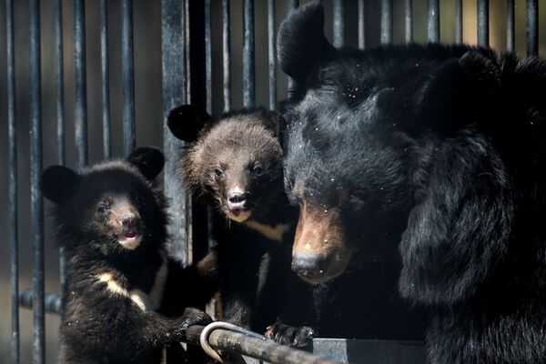 Гималайские медвежата и медведица Челси в вольере Новосибирского зоопарка - Sputnik Молдова