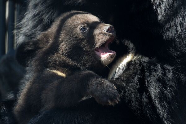 Гималайский медвежонок в вольере Новосибирского зоопарка - Sputnik Молдова
