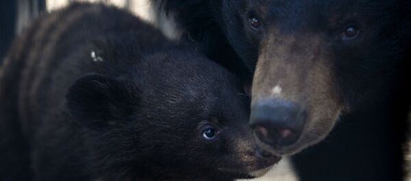 Гималайский медвежонок и медведица Челси в вольере Новосибирского зоопарка - Sputnik Молдова