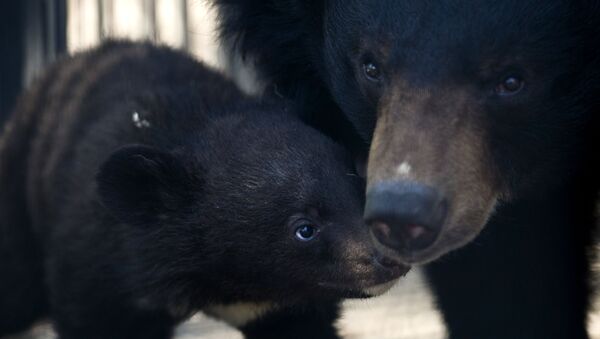 Гималайский медвежонок и медведица, архивное фото.  - Sputnik Молдова