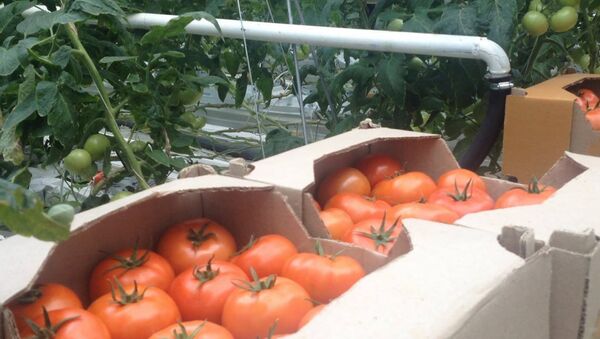 Выращенные в Армении помидоры экспортируют также в Россию - Sputnik Moldova