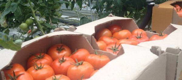Выращенные в Армении помидоры экспортируют также в Россию - Sputnik Moldova