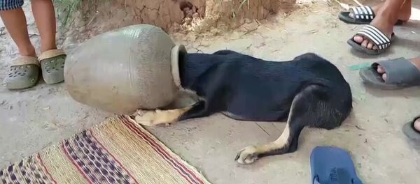 Щенок застрял головой в садовом горшке - Sputnik Молдова