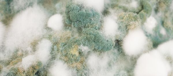 Плесень, архивное фото.  - Sputnik Молдова