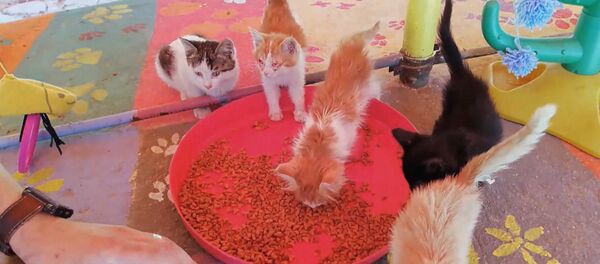 Как в Сирии спасают котят Как в Сирии спасают котят - Sputnik Молдова