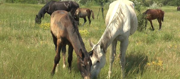 Лошади на конеферме в Чадыр-Лунге - Sputnik Молдова