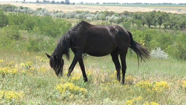 Лошадь на конеферме в Чадыр-Лунге - Sputnik Moldova
