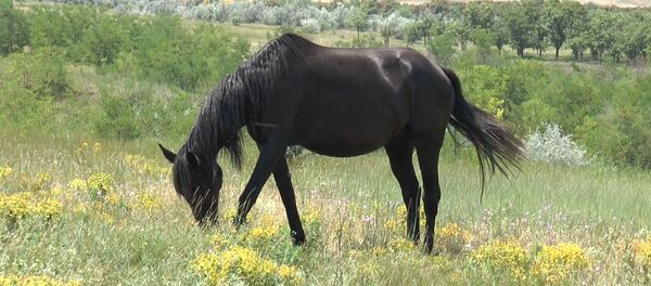 Лошадь на конеферме в Чадыр-Лунге - Sputnik Moldova