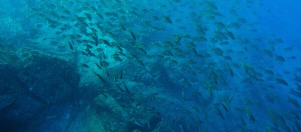 Подводный мир - Sputnik Moldova-România