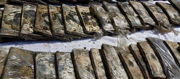 Изъятые в ходе рейдов сотрудниками правоохранительных органов наркотики - Sputnik Moldova