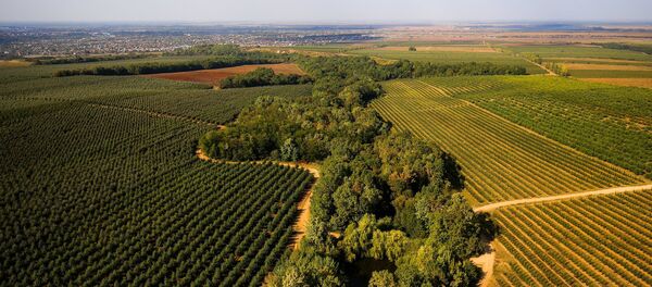 Livezi, agricultură - Sputnik Moldova