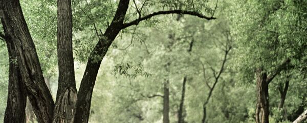 Лес - Sputnik Молдова