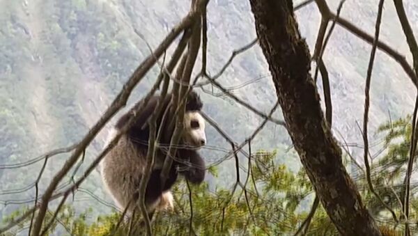 Детеныш дикой панды был впервые обнаружен  в китайском заповеднике Вулонг - Sputnik Молдова