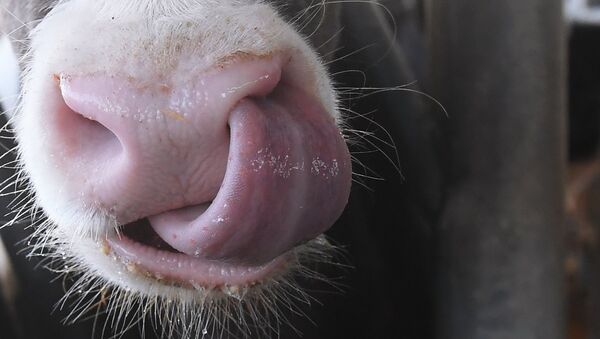 Нос коровы в коровнике - Sputnik Молдова