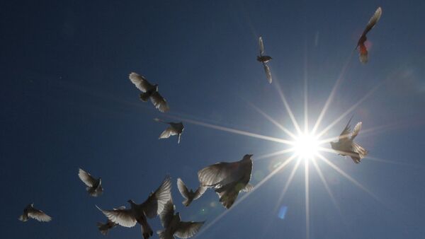 Солнце, небо, голуби - Sputnik Moldova-România