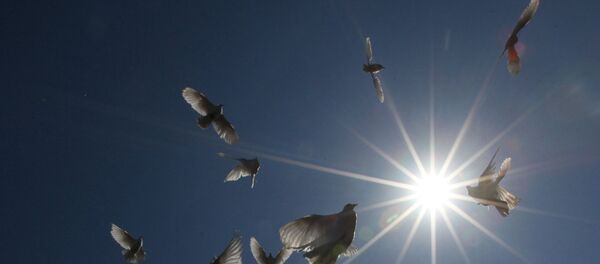 Голуби, архивное фото. - Sputnik Молдова