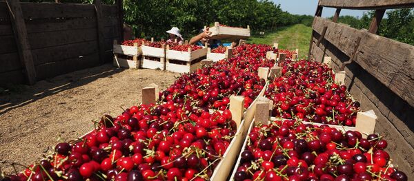 Сбор урожая черешни и вишни - Sputnik Moldova