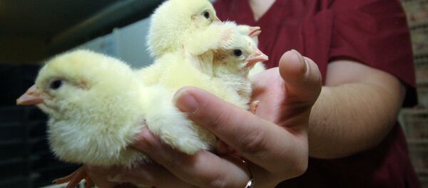 Работа птицефабрики Михайловский бройлер - Sputnik Молдова
