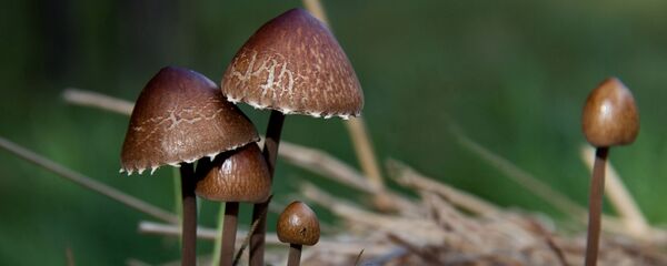 Макросъемка. Грибы - Sputnik Молдова