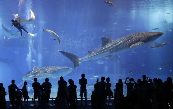 Посетители наблюдают за китовыми акулами в аквариуме Тюрауми на острове Окинава, Япония - Sputnik Молдова