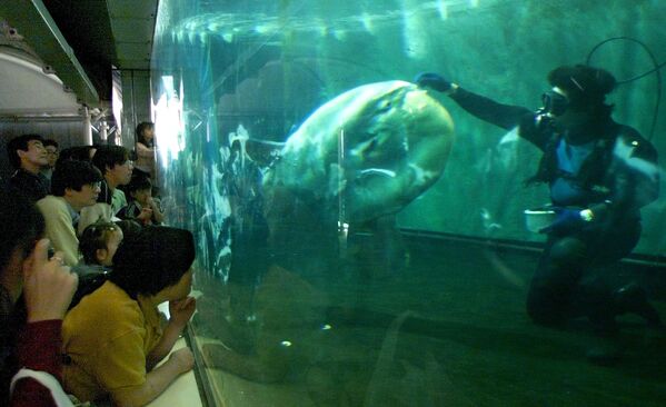 Кормление обыкновенной луны-рыбы в аквариуме в Токио - Sputnik Молдова