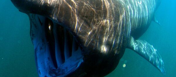 Гигантская акула Гигантская акула - Sputnik Молдова