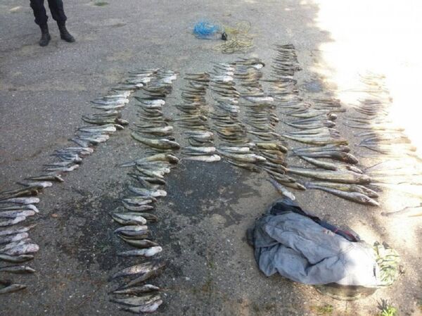 Рыба, выловленная браконьерами Рыба, выловленная браконьерами - Sputnik Молдова