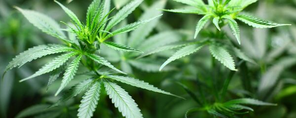 Cannabis - Sputnik Молдова